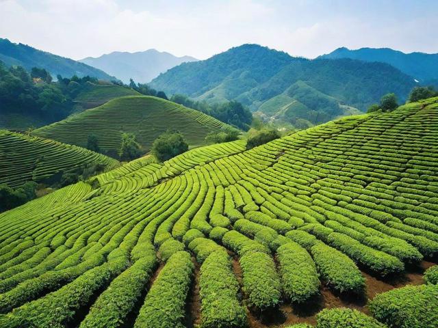探索全球茶叶产地分布及影响因素:从自然环境到文化传统