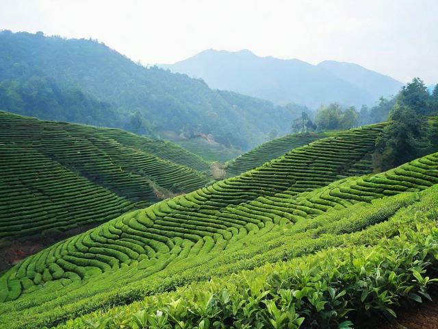 湄潭茶叶的健康益处与选茶指南，了解营养成分和种植工艺