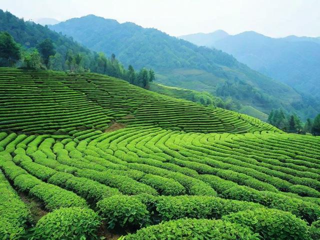 湄潭茶叶的健康益处与选茶指南,了解营养成分和种植工艺
