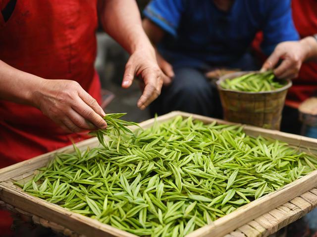 挑担茶叶上北京：探寻古代茶叶贸易的历史与文化价值