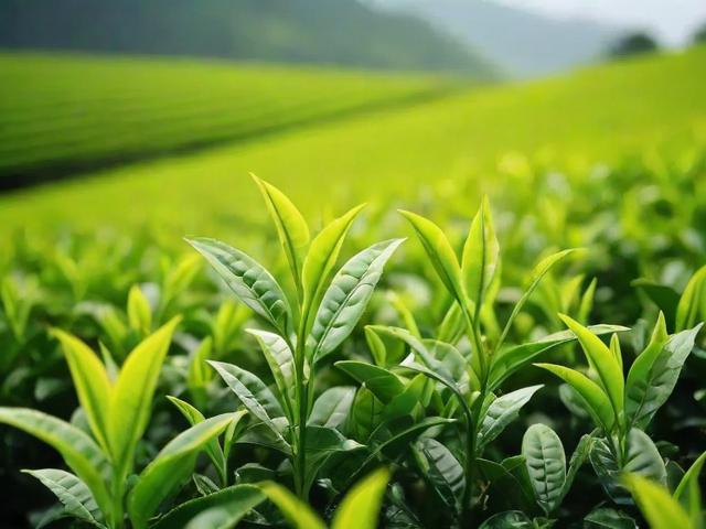 茶叶青的种植、加工与品鉴:了解中国茶文化的瑰宝