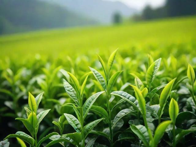 茶叶青的种植、加工与品鉴:了解中国茶文化的瑰宝