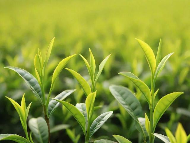 黄金芽茶叶多少钱一斤?全面解析价格影响因素与市场行情
