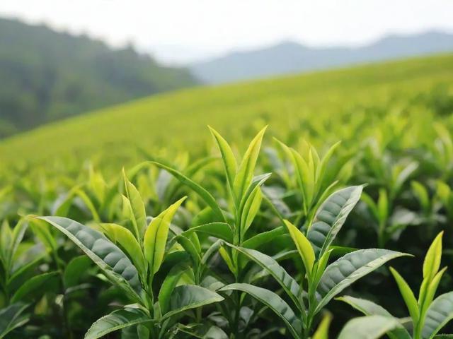 茶叶什么时候采摘最佳?不同季节对茶叶品质的影响与选择技巧