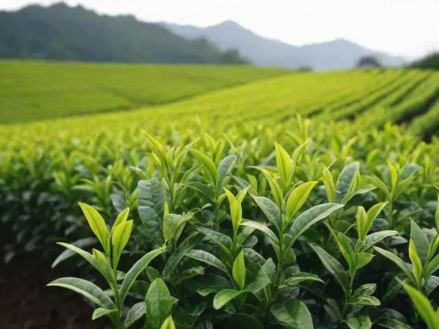 茶叶树种植全攻略：从品种选择到生态管理的实用技巧