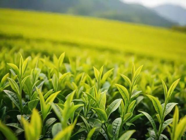 杭州西湖龙井茶叶有限公司：品质与文化的传承者，带你了解正宗龙井茶的魅力