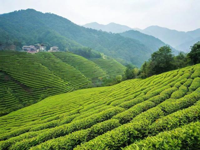 杭州西湖龙井茶叶有限公司:品质与文化的传承者,带你了解正宗龙井茶的魅力