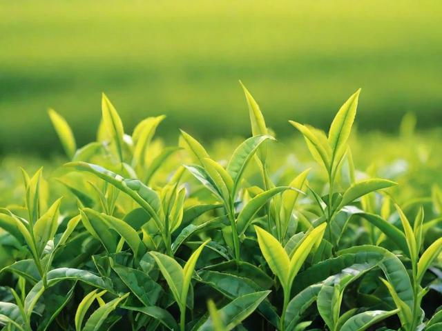 茶叶大全：从绿茶到黑茶的种类、功效与选购指南