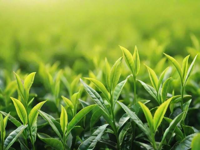 茶叶大全:从绿茶到黑茶的种类、功效与选购指南