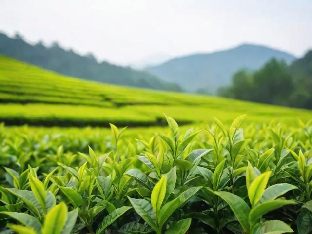 茶叶采摘时间如何影响品质？不同季节与茶类的最佳采收节点解析
