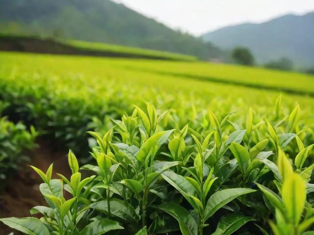 茶叶采摘时间如何影响品质?不同季节与茶类的最佳采收节点解析