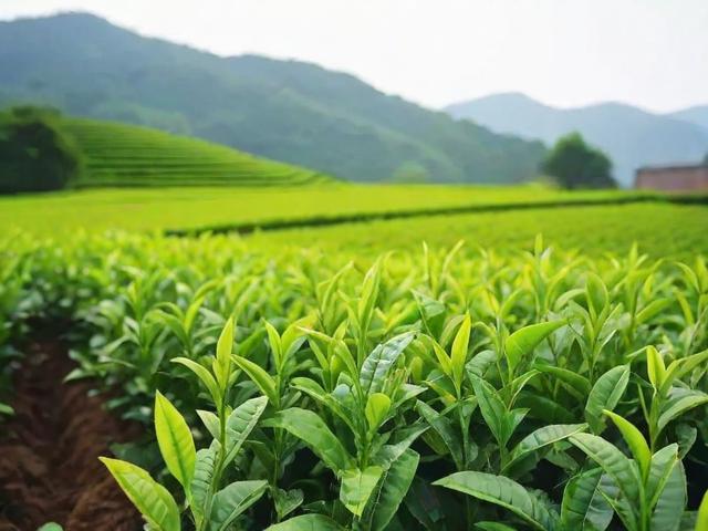 茶叶种植全过程解析：从选址到管理的科学方法与实用技巧