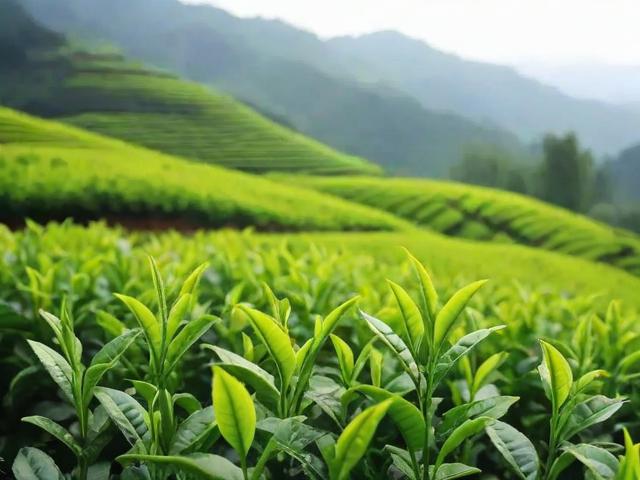岳西茶叶全面解析:品种、品牌与选购指南