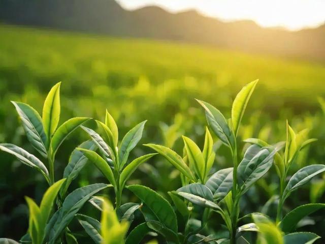 茶叶几月份采摘最好？不同茶类最佳采摘时间全解析