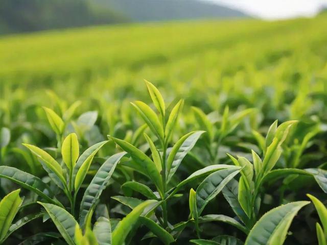 茶叶几月份采摘最好？不同茶类最佳采摘时间全解析