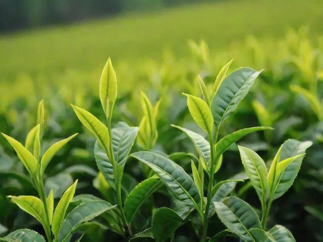 茶叶几月份采摘最好？不同茶类最佳采摘时间全解析