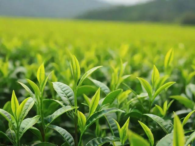 茶叶杀青是什么意思?揭秘制茶关键步骤与品质影响