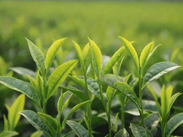 茶叶杀青是什么意思?揭秘制茶关键步骤与品质影响