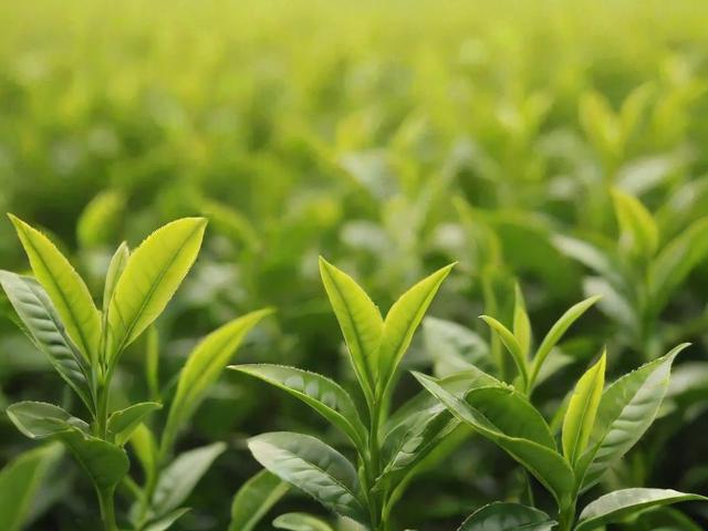 茶叶回收的全面解析:从家庭妙招到商业再利用,打造绿色生活新方式