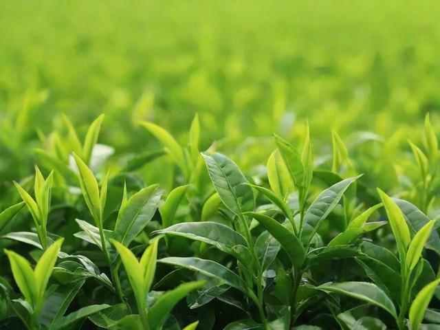 茶叶回收的全面解析:从家庭妙招到商业再利用,打造绿色生活新方式