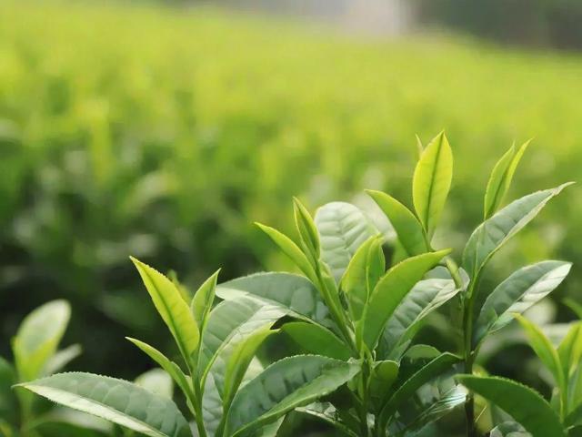 茶叶回收的全面解析:从家庭妙招到商业再利用,打造绿色生活新方式