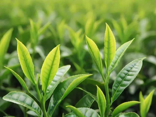 含茶多酚最多的茶叶排行：这些绿茶让你喝出高抗氧化力