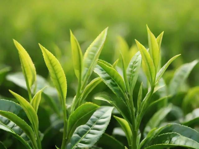 含茶多酚最多的茶叶排行:这些绿茶让你喝出高抗氧化力