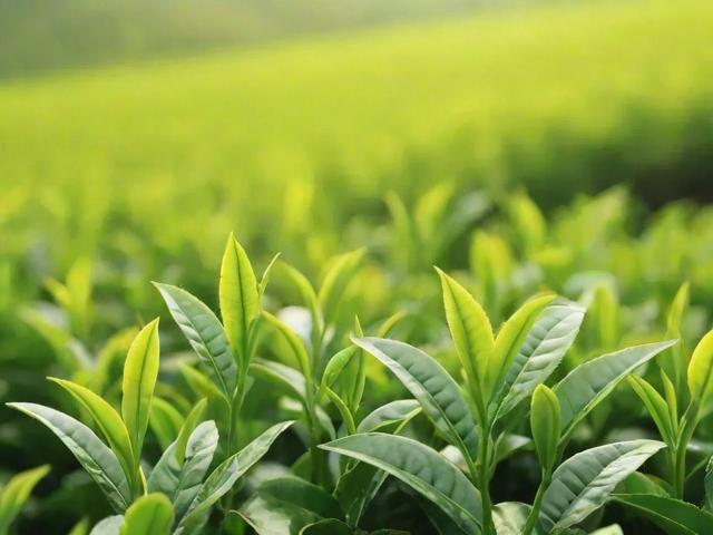 茶叶分几个等级?一文看懂不同茶叶等级划分标准及选购技巧