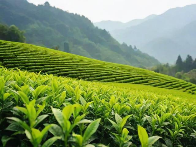采茶叶视频拍摄全攻略:从设备选择到剪辑技巧,打造高质量茶文化内容