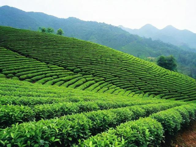 高清采茶叶图片大全：展现茶园美景与人文风情的视觉盛宴