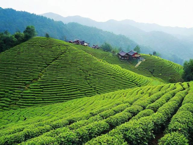 高清采茶叶图片大全：展现茶园美景与人文风情的视觉盛宴