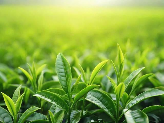 茶叶绿茶价格解析:影响绿茶价格的六大核心因素及选购指南