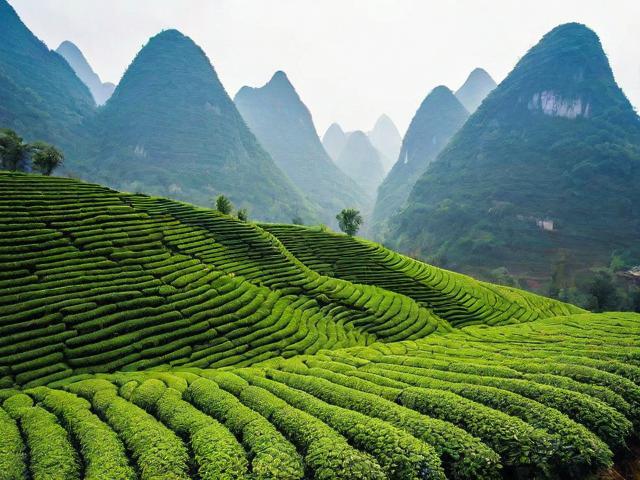 探索巴马茶叶：长寿之乡的健康茶饮，硒元素丰富，适合养生人群