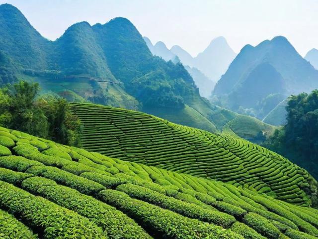 探索巴马茶叶:长寿之乡的健康茶饮,硒元素丰富,适合养生人群