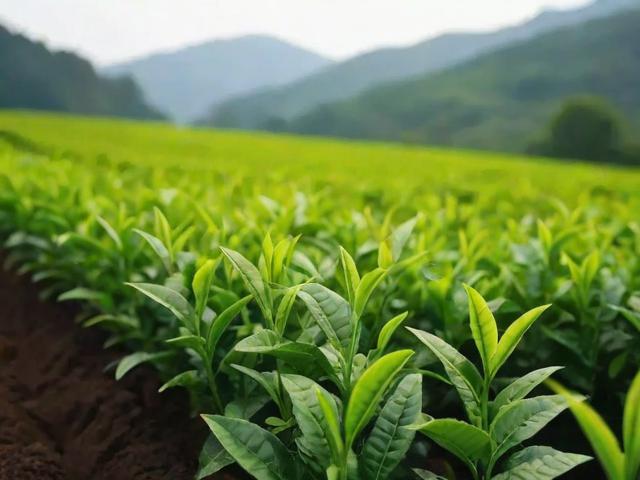 茶叶种植技术全解析：从土壤管理到病虫害防治的有机种植指南