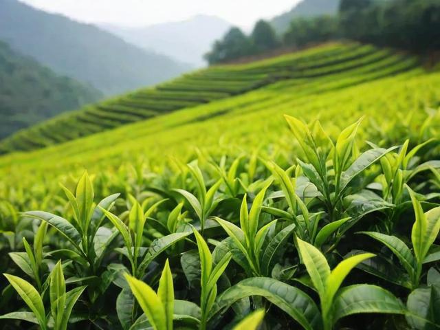 安溪茶叶批发市场：中国乌龙茶交易中心的起源、发展与未来趋势