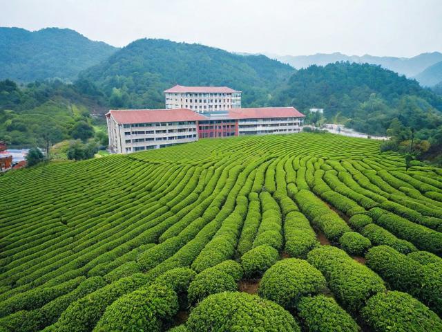 安溪茶叶职业技术学校:培养茶产业人才的职业教育典范