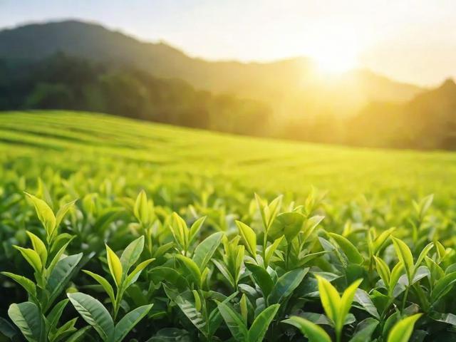 茶叶生产许可证审查细则详解:申请流程、日常管理与合规经营全攻略