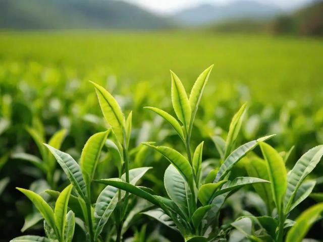 山东茶叶推荐与品牌解析｜探索日照绿茶、崂山绿茶的独特魅力