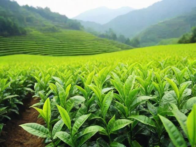 汉中茶叶:探秘陕西优质绿茶的产地与选购指南