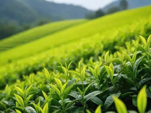 茶叶生产厂家如何打造高品质茶叶？从原料到包装的全流程揭秘