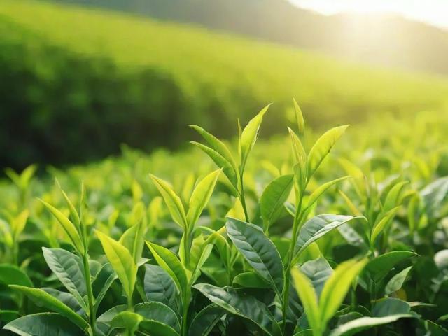 茶叶生产厂家如何打造高品质茶叶?从原料到包装的全流程揭秘