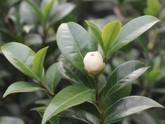 山茶叶图片高清大全：教你如何通过叶片图片识别山茶品种并拍摄技巧分享