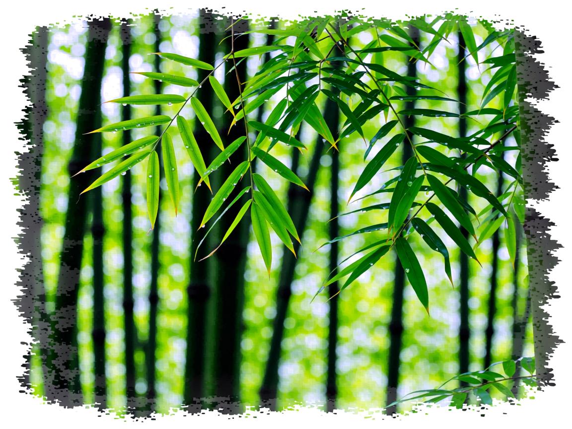 四川茶叶产地全解析：蒙顶甘露、竹叶青、川红工夫与藏茶的生态密码与工艺灵魂