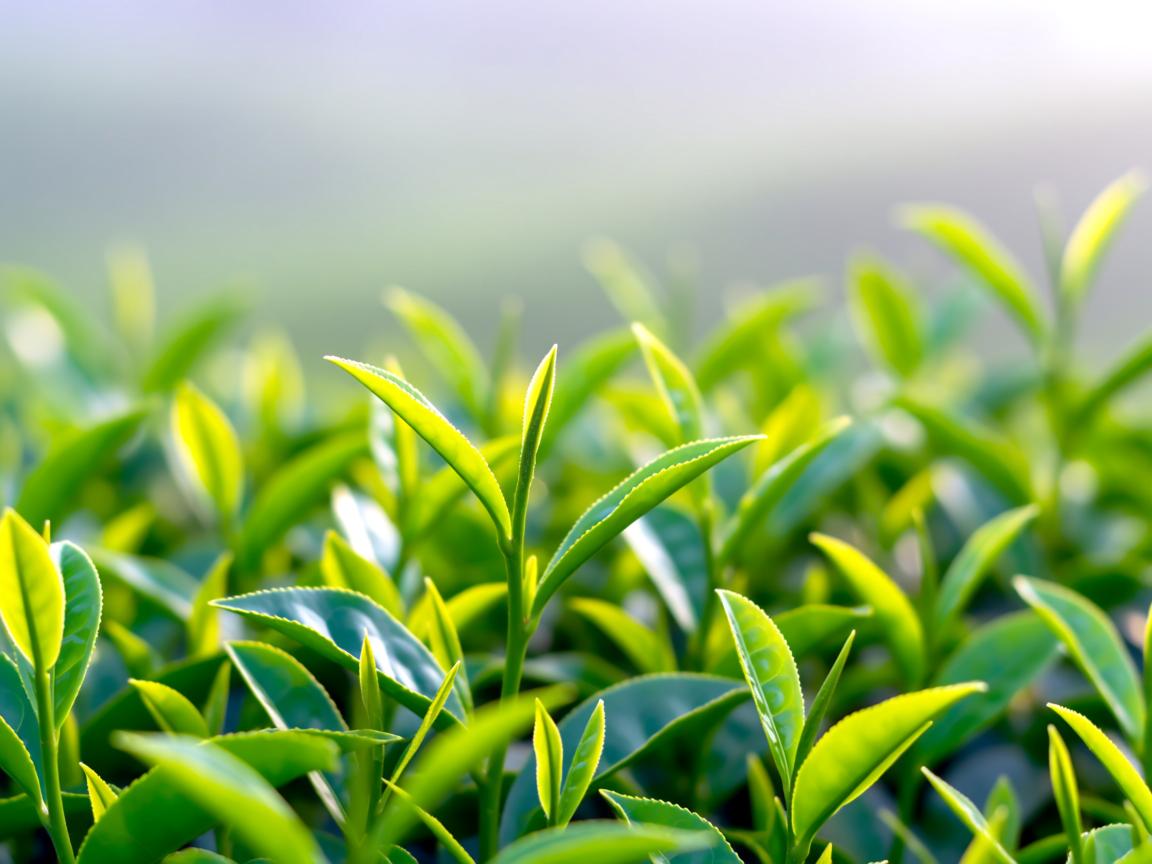 江西茶叶为什么好？揭秘云雾高山、酸性红壤与千年工艺共同成就的中国绿茶宝藏