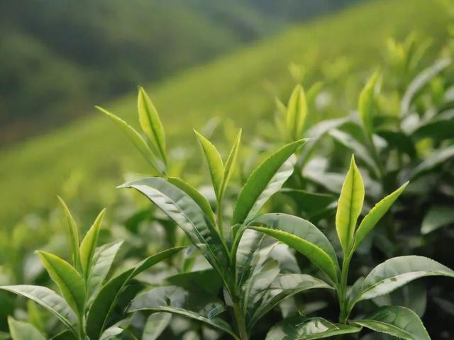 古树茶好处全解析：提升免疫力、抗氧化与心理健康