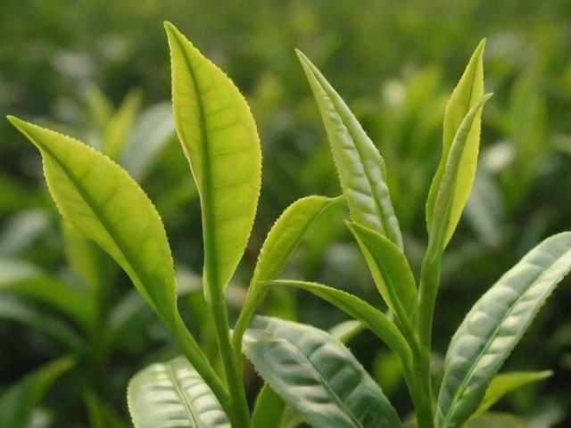 茶叶病害的类型、影响及防治方法大全