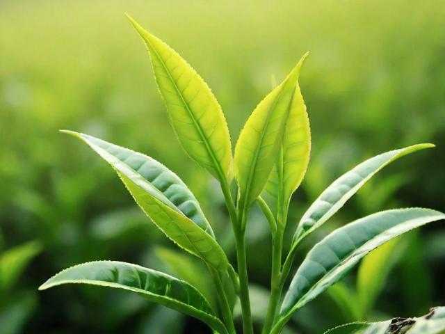 茶叶病害的类型、影响及防治方法大全