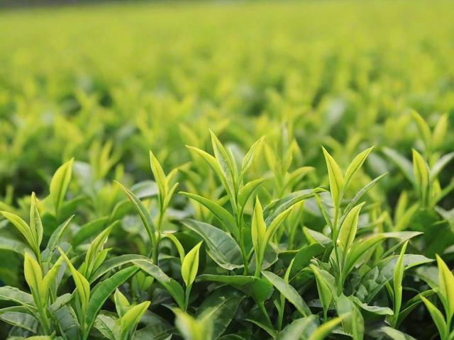 茶叶降火哪种最快?绿茶、乌龙茶还是普洱茶?全面解析降火效果排名