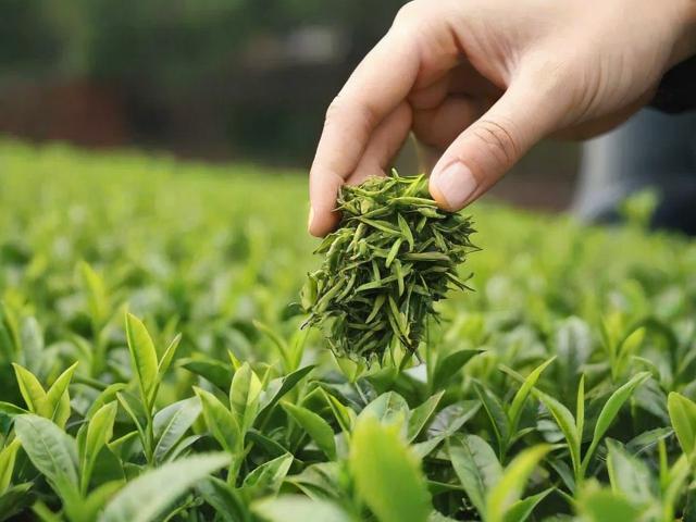 茶抽水技术全解析：从原理到设备选择，助你轻松掌握茶叶加工核心